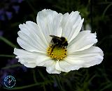 Daisy and Bee 8W58D-20